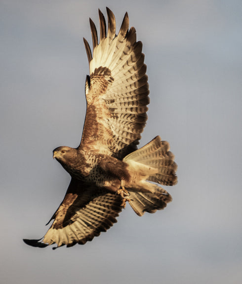 Walter the Buzzard Art Canvas